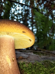 Tricholomopsis