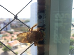 Neoxylocopa