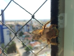 Neoxylocopa