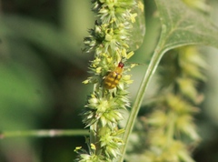Diabrotica balteata
