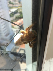 Neoxylocopa