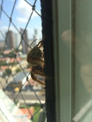 Neoxylocopa
