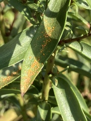 Coleosporium solidaginis