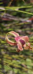 Caladenia cardiochila