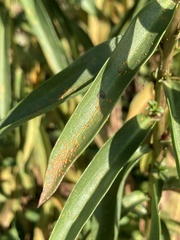 Coleosporium solidaginis