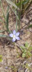 Wahlenbergia stricta