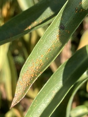 Coleosporium solidaginis