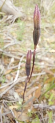 Thelymitra luteocilium
