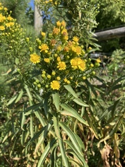 Coleosporium solidaginis