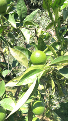 Citrus