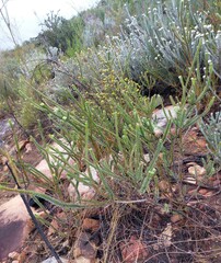 Struthiola argentea
