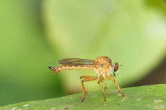 Clephydroneura