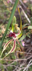 Caladenia tensa