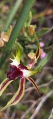Caladenia tensa