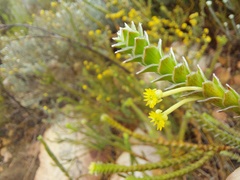 Struthiola argentea