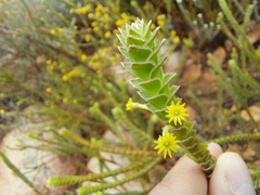 Struthiola argentea