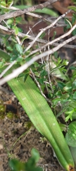 Caladenia tensa