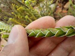 Struthiola argentea