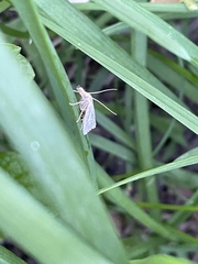 Agriphila