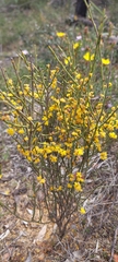 Acacia spinescens