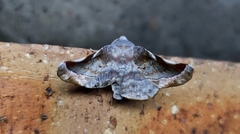 Oenochroma turneri