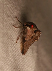 Telamona ampelopsidis