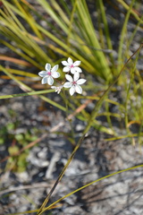 Burchardia umbellata