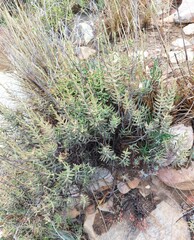 Crassula mollis