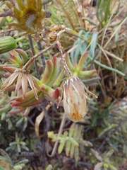 Crassula mollis