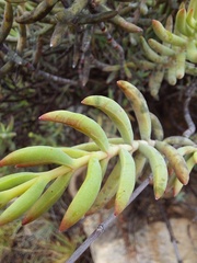 Crassula mollis