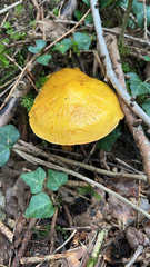 Suillus