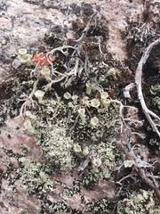 Cladonia carneola