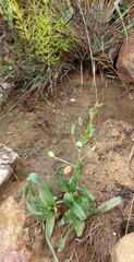 Albuca setosa