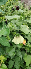 Hibiscus hispidissimus