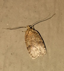 Agonopterix thelmae