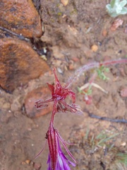 Pelargonium multicaule multicaule