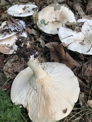Infundibulicybe geotropa