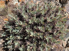 Oxytropis tragacanthoides