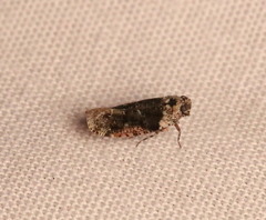 Catonia nava