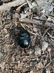 Geotrupes balyi