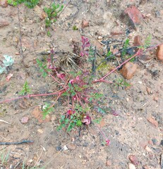 Pelargonium multicaule multicaule