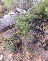 Leucospermum wittebergense