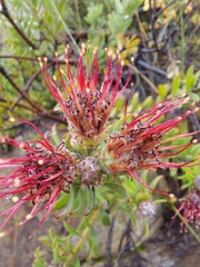 Leucospermum wittebergense