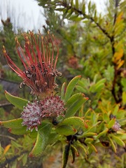 Leucospermum wittebergense