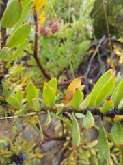 Leucospermum wittebergense