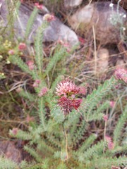 Leucospermum wittebergense
