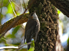 Cormobates leucophaea