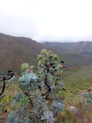 Protea nitida