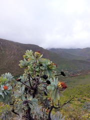 Protea nitida