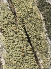 Lecanora varia